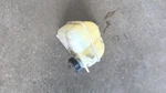 Aura 2009 Coolant Reservoir 648887. Fixed Price $99.90.