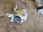 Coolant Reservoir 166 Type Suv Vin Fits 16-19 Mercedes Gle-class 1847774. Fixed Price $129.89.